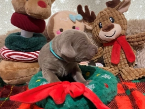 Perros Weimaraner en venta