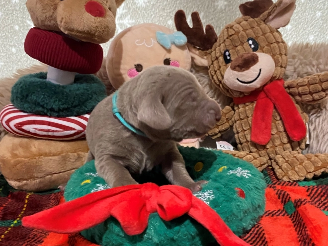 Perros Weimaraner en venta