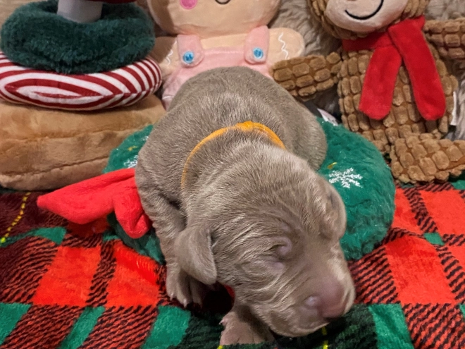 Perros Weimaraner en venta