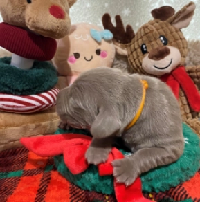 Perros Weimaraner en venta