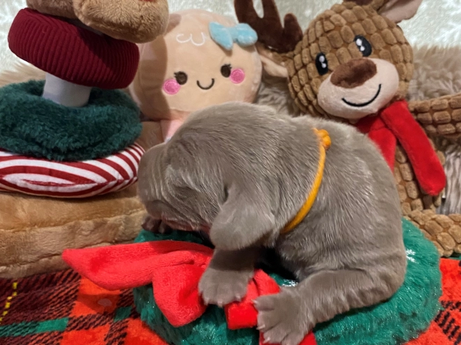 Perros Weimaraner en venta