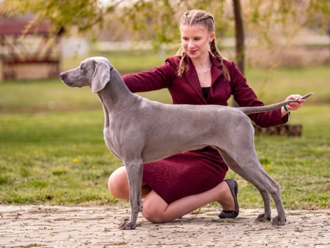 Perros Weimaraner en venta