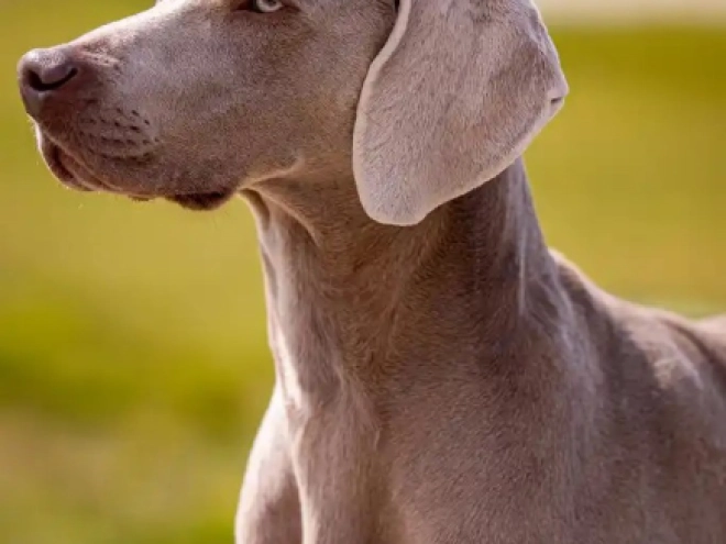 Perros Weimaraner en venta