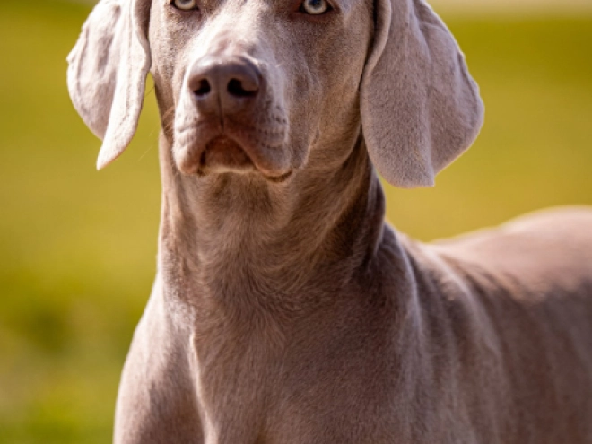 Perros Weimaraner en venta