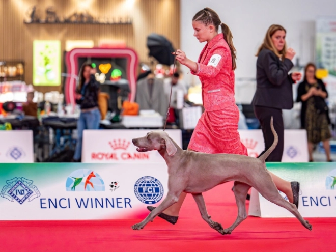 Perros Weimaraner en venta