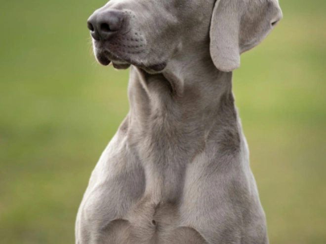 Perros Weimaraner en venta
