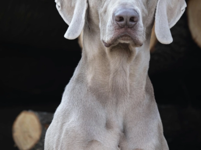Perros Weimaraner en venta