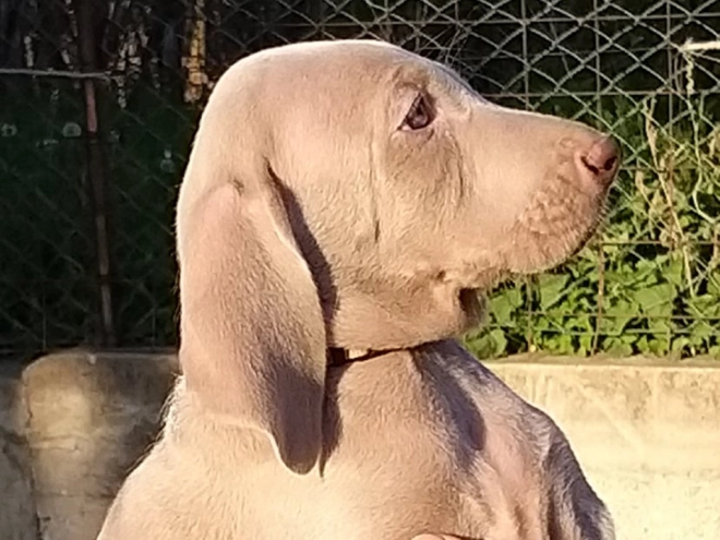 Perros Weimaraner en venta