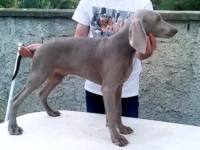 Perros Weimaraner en venta