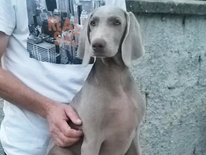 Perros Weimaraner en venta