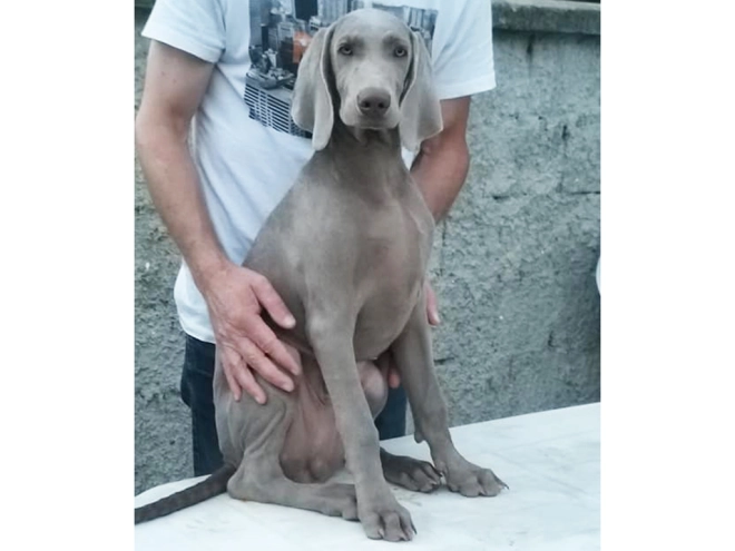 Perros Weimaraner en venta