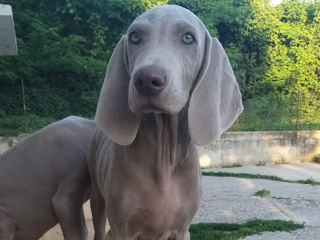 Perros Weimaraner en venta