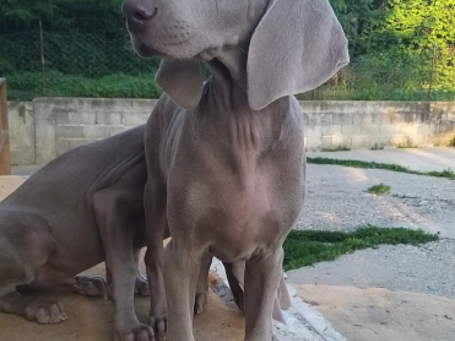 Perros Weimaraner en venta