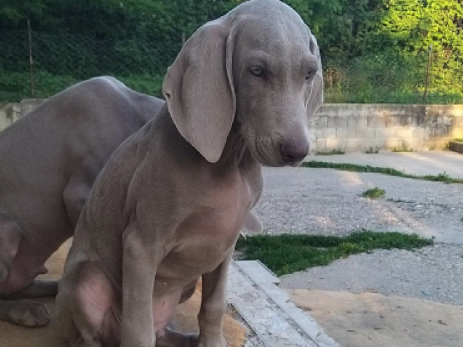 Perros Weimaraner en venta