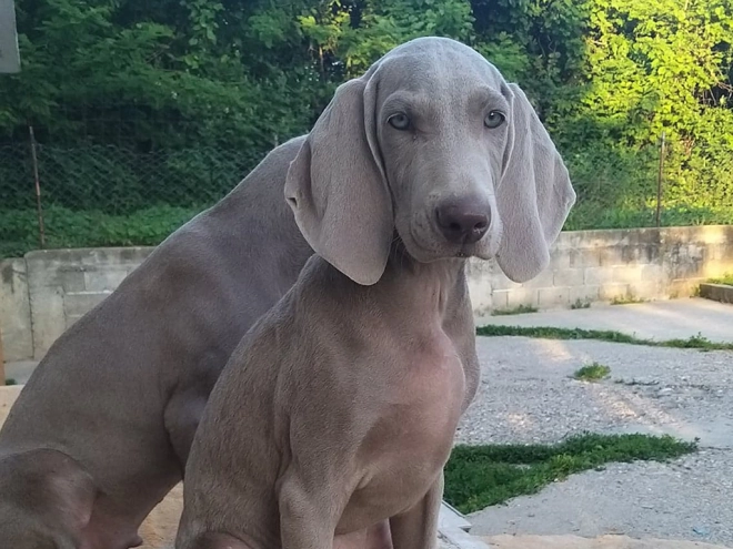 Perros Weimaraner en venta