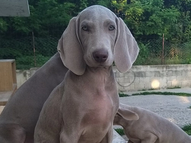 Perros Weimaraner en venta