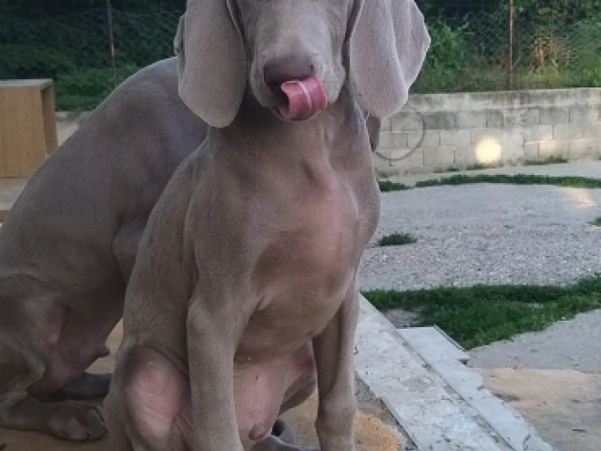 Perros Weimaraner en venta