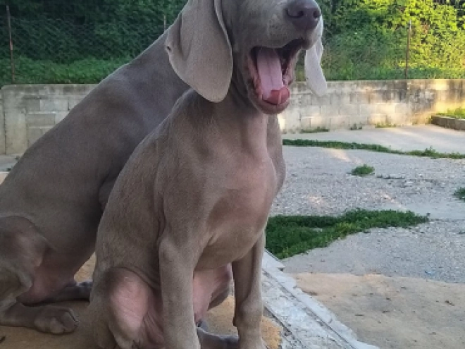 Perros Weimaraner en venta
