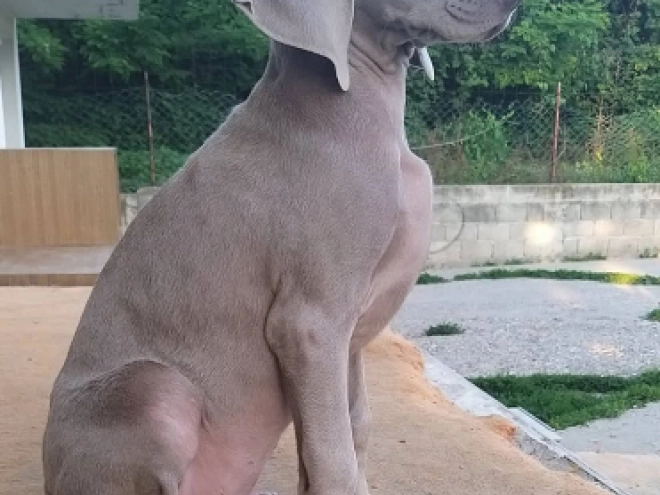 Perros Weimaraner en venta