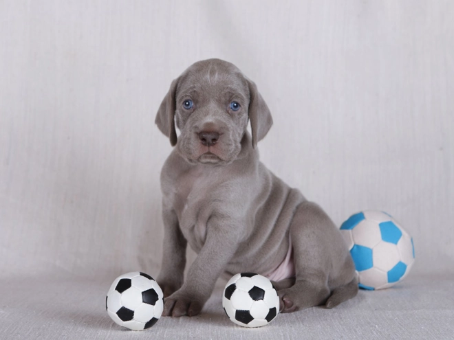 Weimaraner puppy for sale