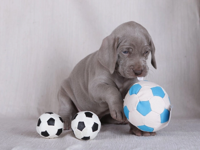 Weimaraner puppy for sale