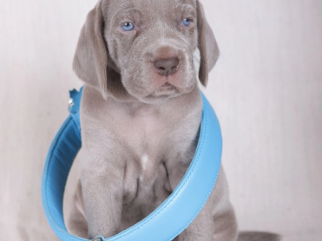 Weimaraner puppy for sale