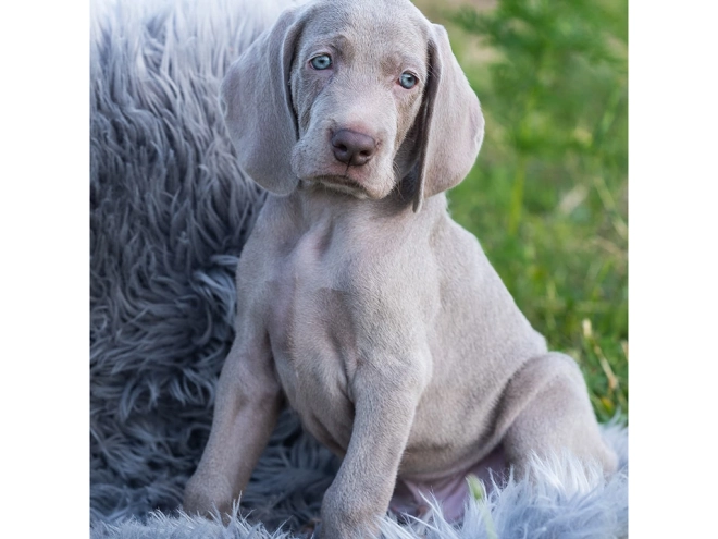 Weimaraner puppy for sale