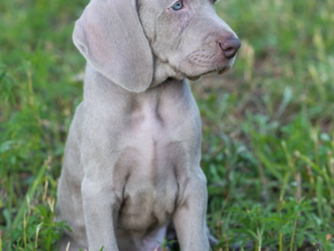 Weimaraner puppy for sale