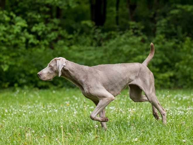 Weimaraner puppy for sale