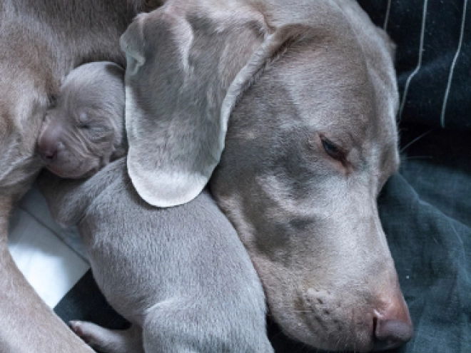 Weimaraner puppy for sale