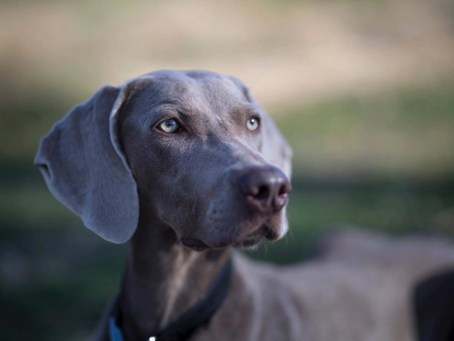 Weimaraner puppy for sale