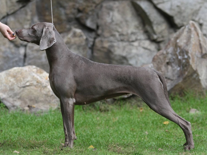 Weimaraner puppy for sale
