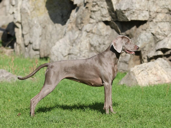 Weimaraner puppy for sale