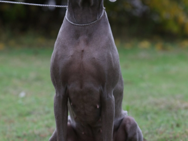 Weimaraner puppy for sale