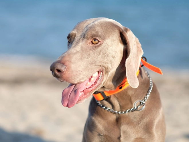 Weimaraner puppy for sale