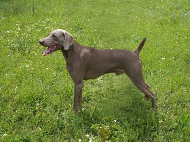 Weimaraner puppy for sale