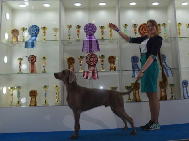Weimaraner puppy for sale