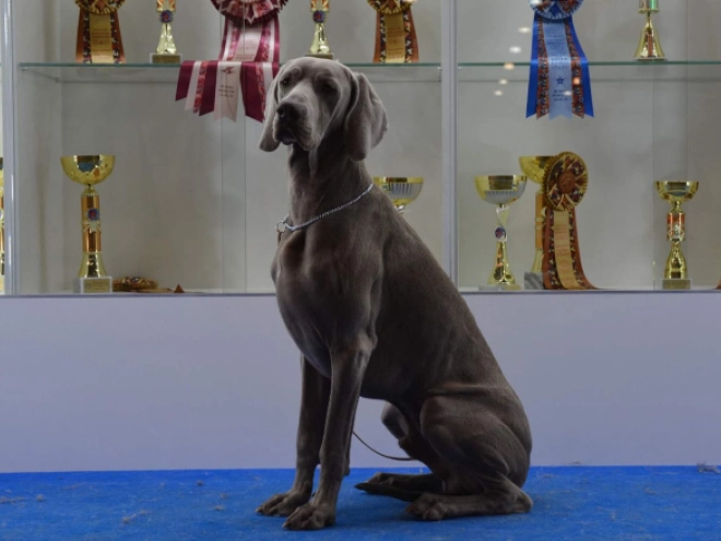 Weimaraner puppy for sale