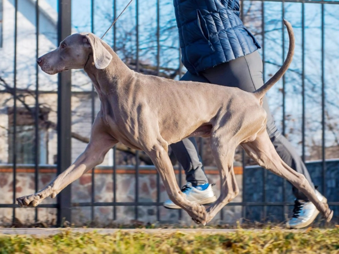 Weimaraner puppy for sale