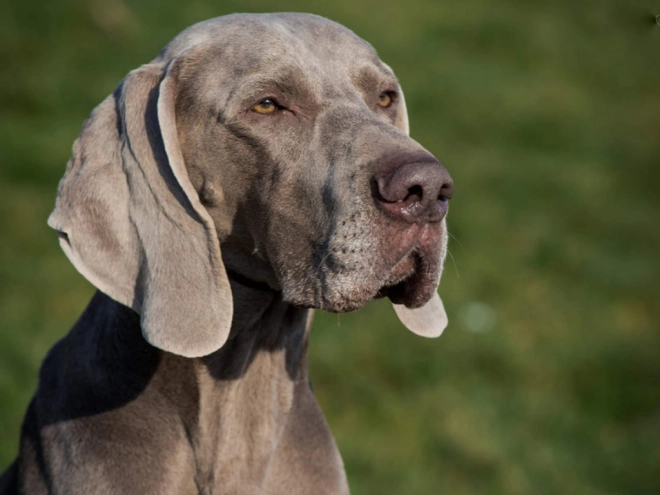 Weimaraner puppy for sale