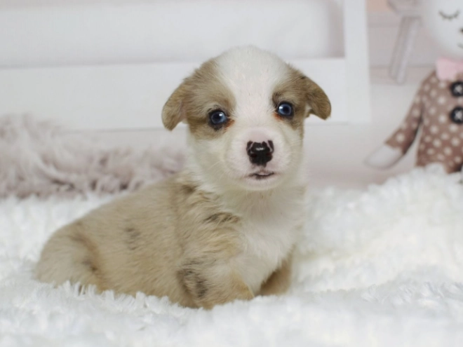 Perros Welsh Corgi en venta