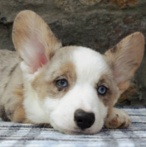 Welsh Corgi puppy for sale