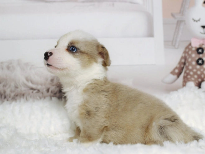 Perros Welsh Corgi en venta