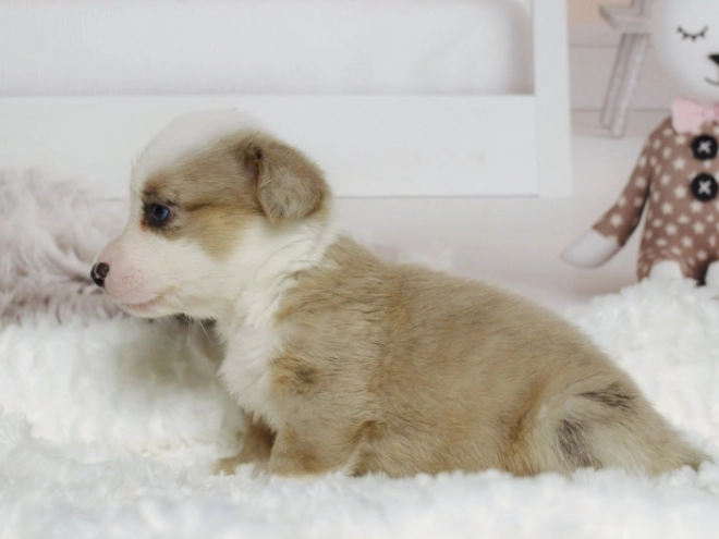 Perros Welsh Corgi en venta