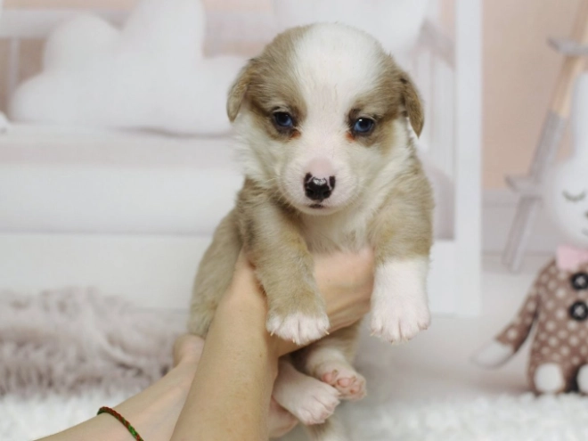 Perros Welsh Corgi en venta