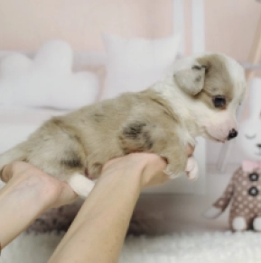 Perros Welsh Corgi en venta