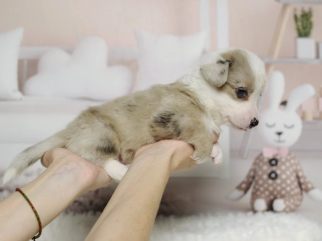 Perros Welsh Corgi en venta