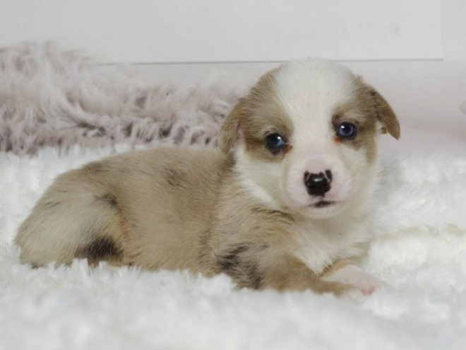 Perros Welsh Corgi en venta