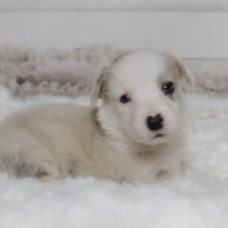 Perros Welsh Corgi en venta