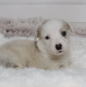 Perros Welsh Corgi en venta